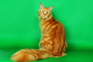 Heath Ledger of Chamberlain - maine-coon