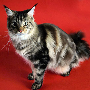 Rita Hayworth of Chamberlain - maine-coon