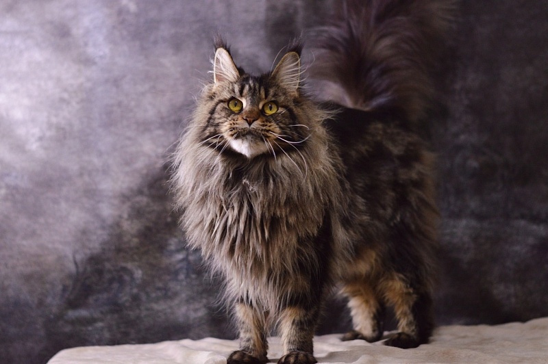 Chiara Ferragi Akbars - Adult maine-coon 3 years 10 months 2 weeks