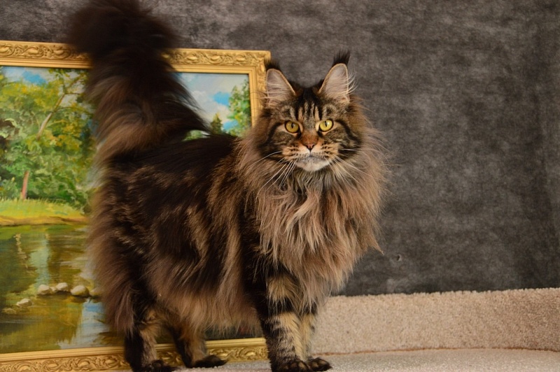 Chiara Ferragi Akbars - Adult maine-coon 3 years 10 months 2 weeks