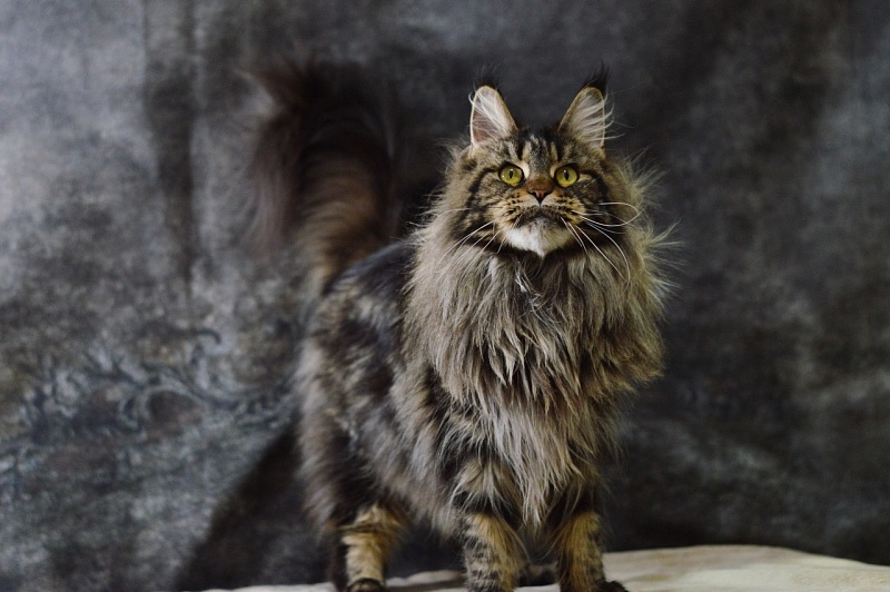 Chiara Ferragi Akbars - Adult maine-coon 3 years 10 months 2 weeks
