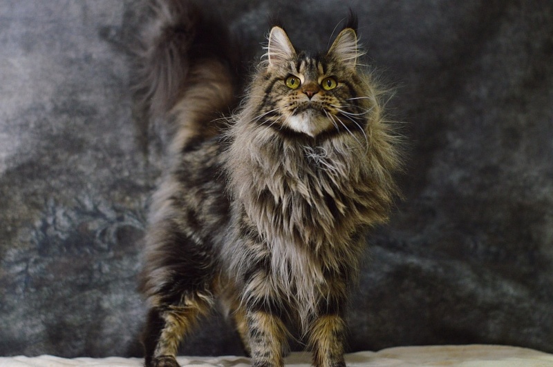 Chiara Ferragi Akbars - Adult maine-coon 3 years 10 months 2 weeks