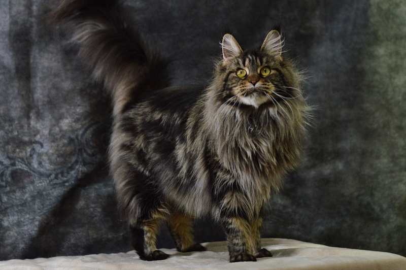 Chiara Ferragi Akbars - Adult maine-coon 3 years 10 months 2 weeks