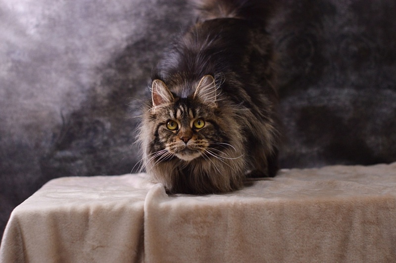 Chiara Ferragi Akbars - Adult maine-coon 3 years 10 months 2 weeks