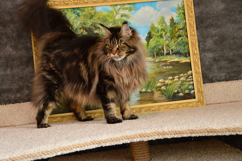 Chiara Ferragi Akbars - Adult maine-coon 3 years 10 months 2 weeks