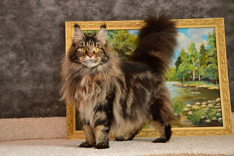Chiara Ferragi Akbars - Adult maine-coon 3 years 10 months 2 weeks