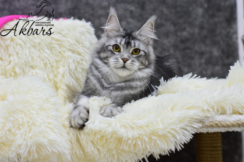 Darsy Akbars - Adult maine-coon 1 year