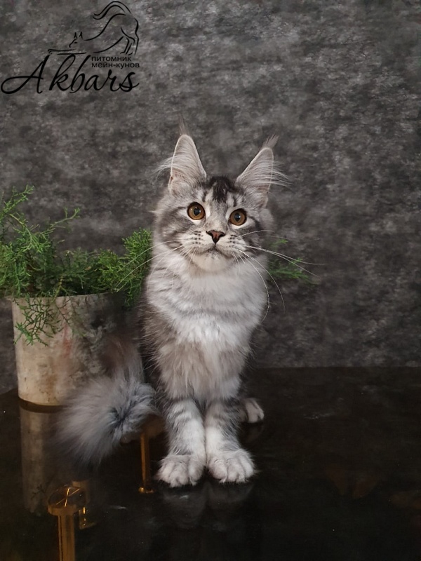 Darsy Akbars - Kitten maine-coon 4 months 1 week