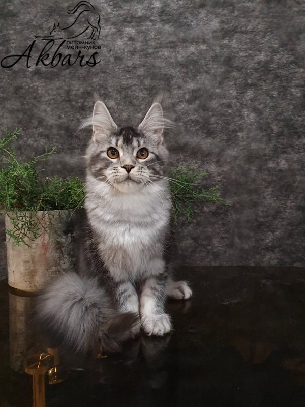Darsy Akbars - Kitten maine-coon 4 months 1 week