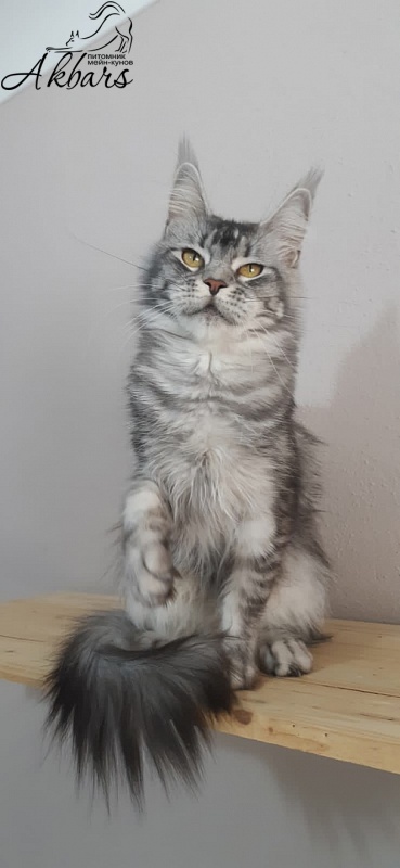 Darsy Akbars - Adult maine-coon 1 year 8 months 3 weeks