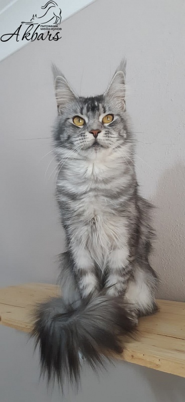 Darsy Akbars - Adult maine-coon 1 year 8 months 3 weeks