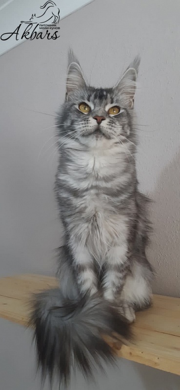 Darsy Akbars - Adult maine-coon 1 year 8 months 3 weeks