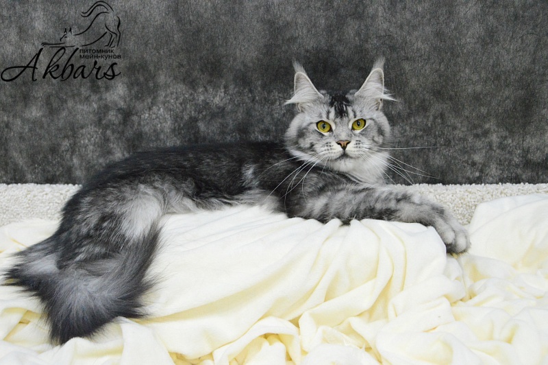 Darsy Akbars - Adult maine-coon 1 year