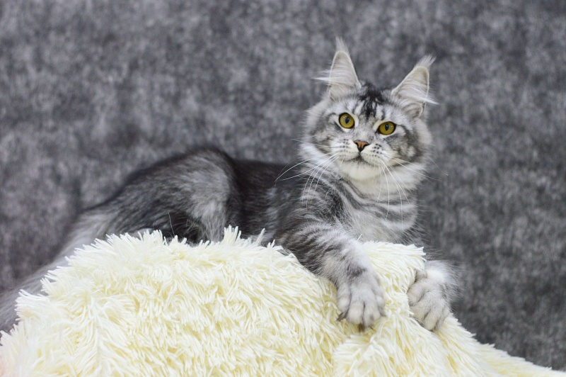 Darsy Akbars - Adult maine-coon 1 year 3 months 4 weeks
