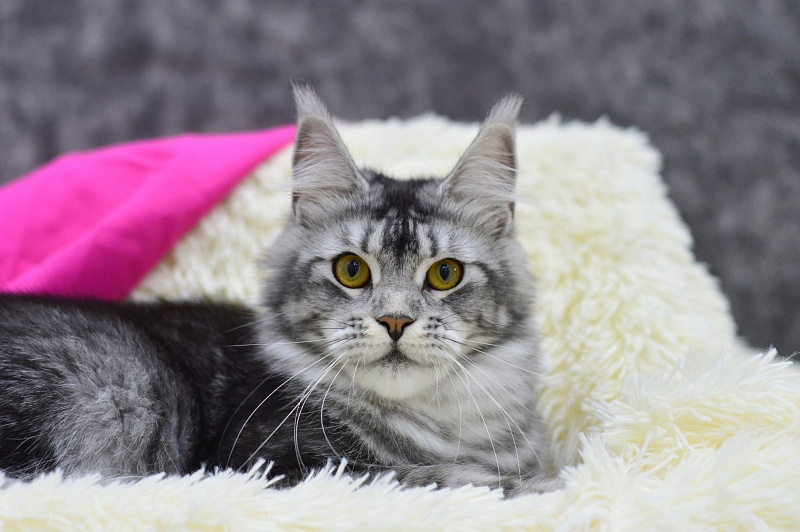 Darsy Akbars - Adult maine-coon 1 year 3 months 4 weeks