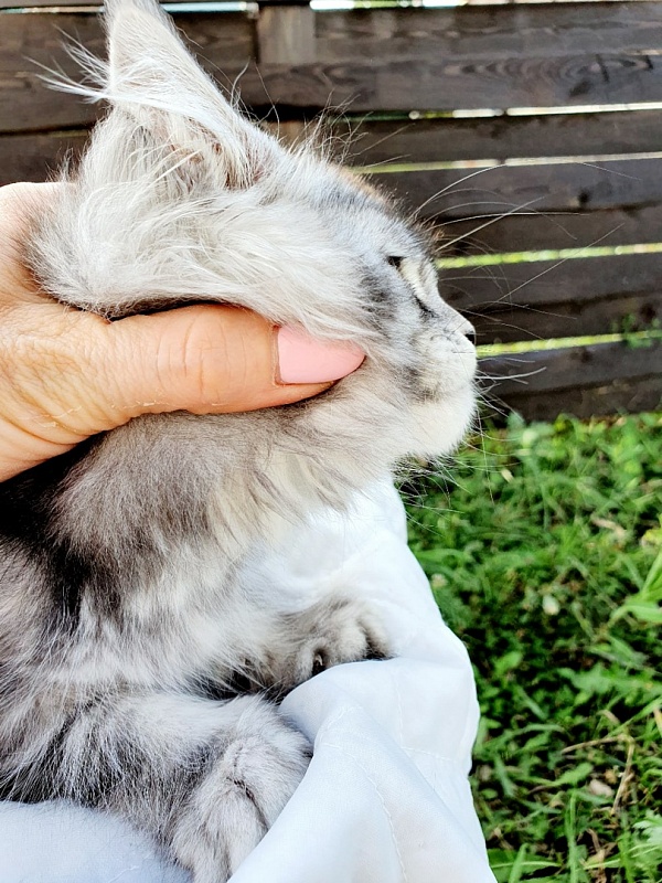 Darsy Akbars - Kitten maine-coon 1 month 3.5 weeks