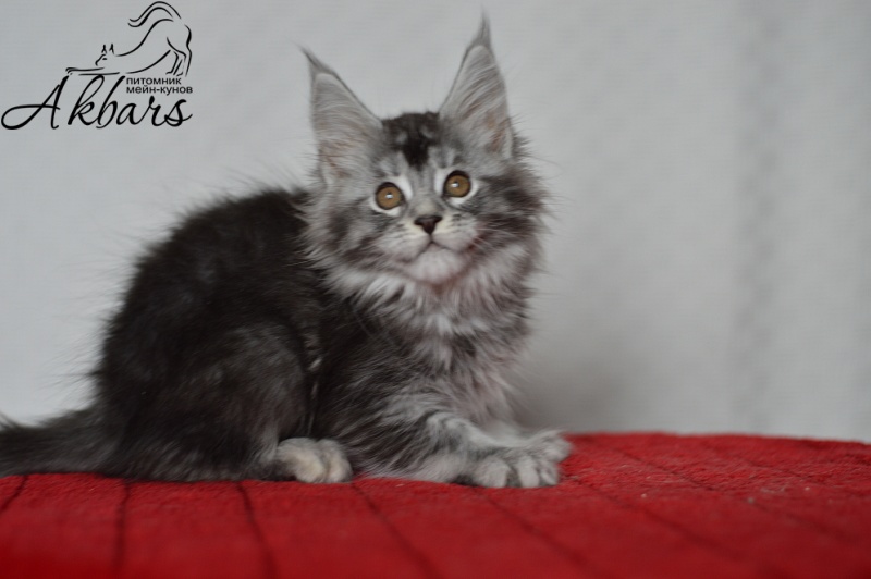 Darsy Akbars - Kitten maine-coon 1 month 4 weeks