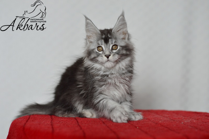 Darsy Akbars - Kitten maine-coon 1 month 4 weeks