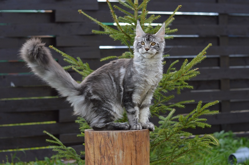 Quasar Silver Rain of Akbars - Kitten maine-coon 4 months 3.5 weeks