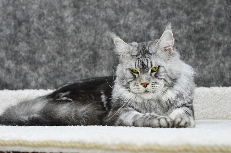 Quasar Silver Rain of Akbars - Adult maine-coon 2 years 8 months 3.5 weeks