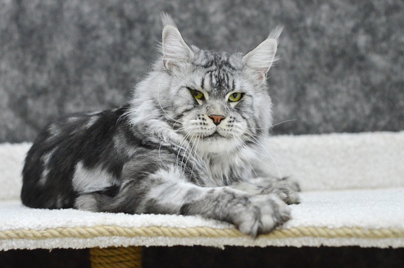 Quasar Silver Rain of Akbars - Adult maine-coon 2 years 8 months 3.5 weeks