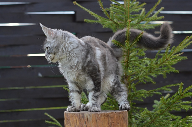 Quasar Silver Rain of Akbars - Kitten maine-coon 4 months 3.5 weeks