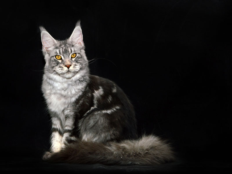 Quasar Silver Rain of Akbars - Kitten maine-coon 6.5 months