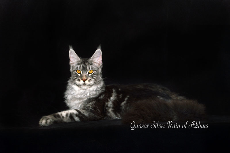 Quasar Silver Rain of Akbars - Kitten maine-coon 6.5 months