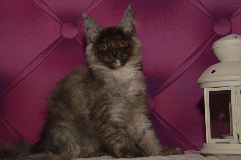 Euphoria Akbars - Kitten maine-coon 3 months 1.5 week