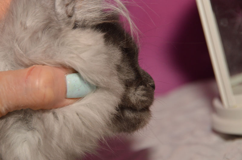 Euphoria Akbars - Kitten maine-coon 3 months 1.5 week