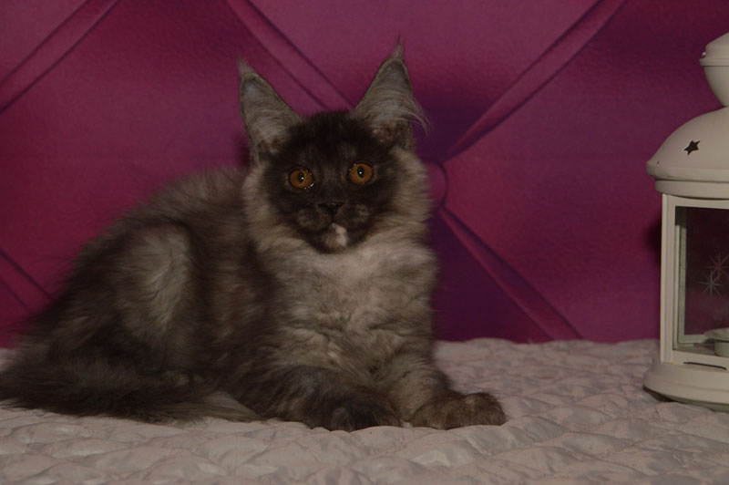 Euphoria Akbars - Kitten maine-coon 3 months 1.5 week