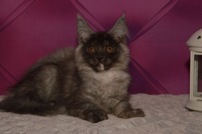 Euphoria Akbars - Kitten maine-coon 3 months 1.5 week