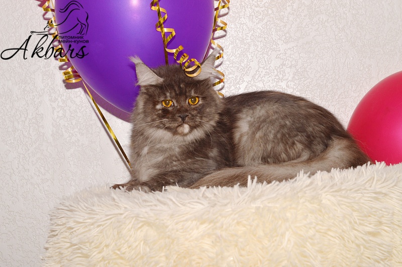 Euphoria Akbars - Adult maine-coon 1 year 1 month 3.5 weeks