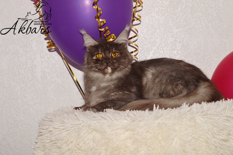Euphoria Akbars - Adult maine-coon 1 year 1 month 3.5 weeks