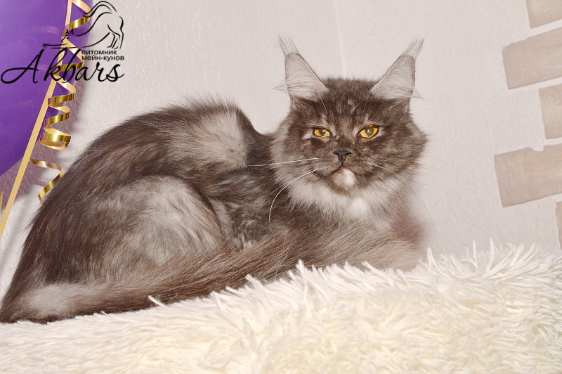 Euphoria Akbars - Adult maine-coon 1 year 1 month 3.5 weeks