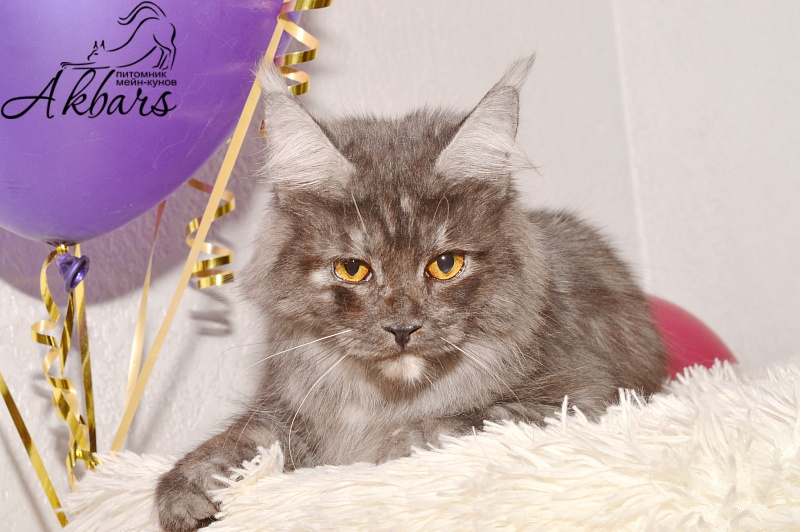 Euphoria Akbars - Adult maine-coon 1 year 1 month 3.5 weeks