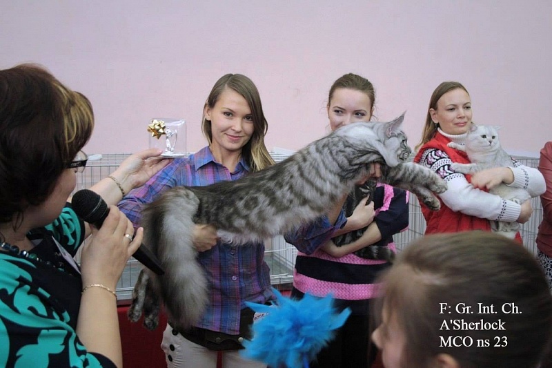 A'Sherlock - мейн-кун