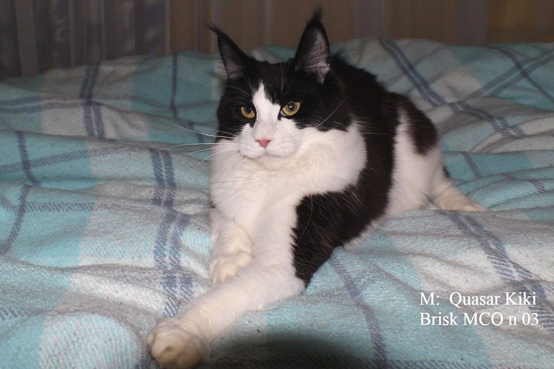 Quasar Kiki Brisk - мейн-кун