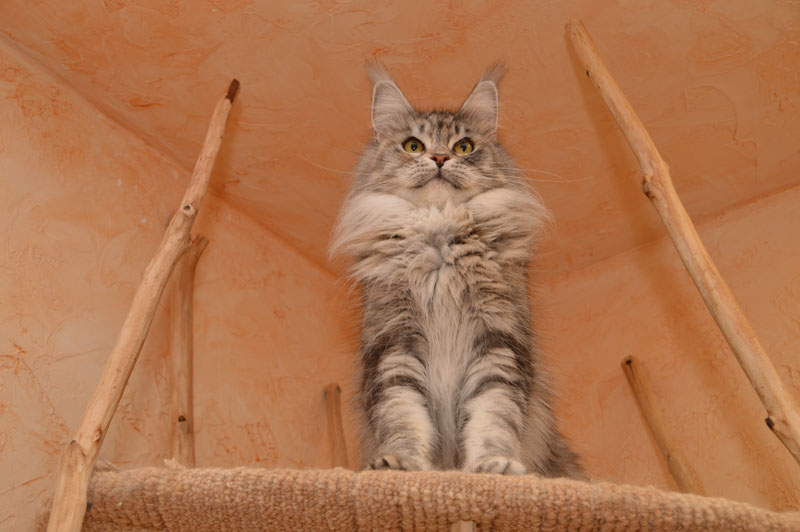 Orhidea Ranger King - maine-coon 07/10/2020