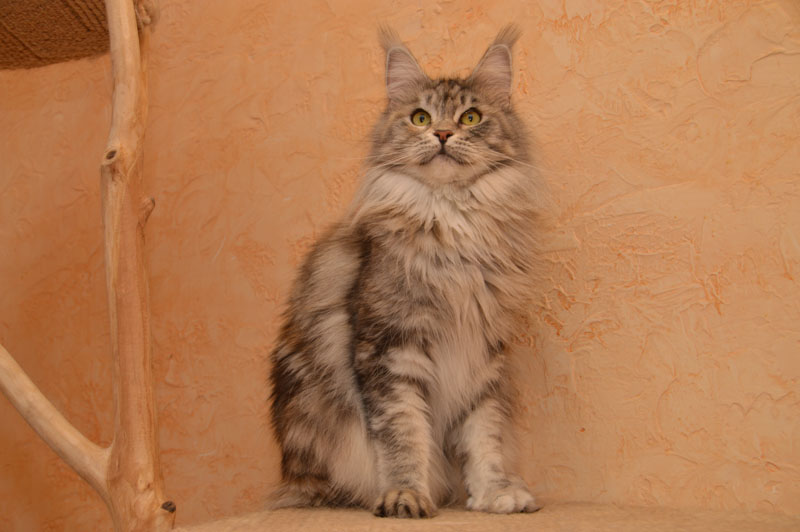 Orhidea Ranger King - maine-coon 07/10/2020