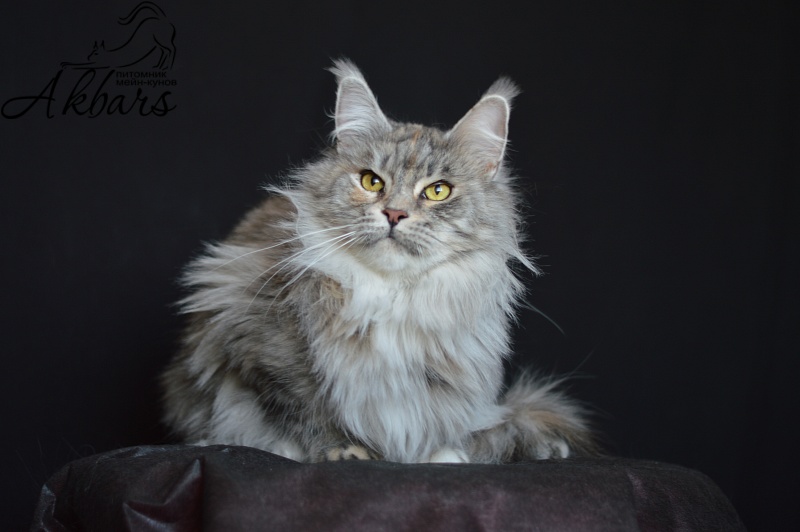 Orhidea Ranger King - maine-coon 04/16/2019