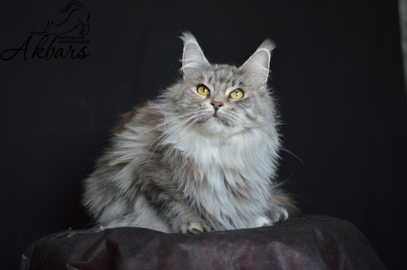 Orhidea Ranger King - maine-coon 04/16/2019