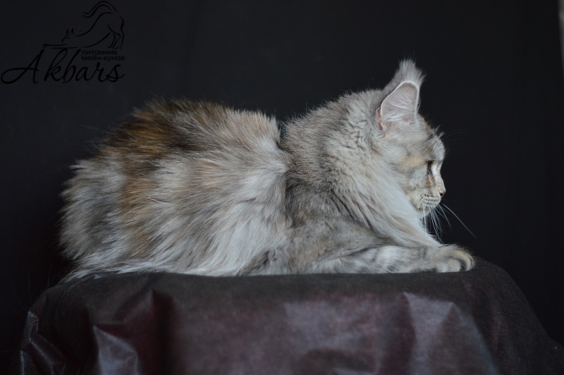 Orhidea Ranger King - maine-coon 04/16/2019