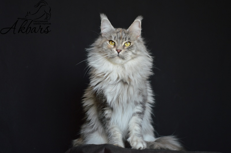 Orhidea Ranger King - maine-coon 04/16/2019