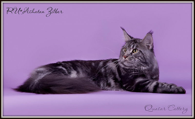 Ashatan Zilber - maine-coon 07/17/2013
