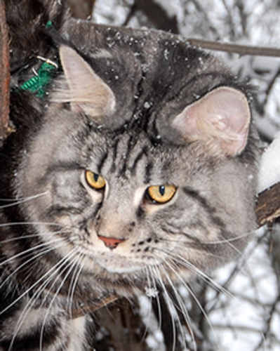 Ashatan Zilber - maine-coon
