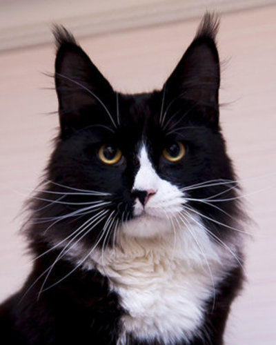 Titmar Family Stars - мейн-кун