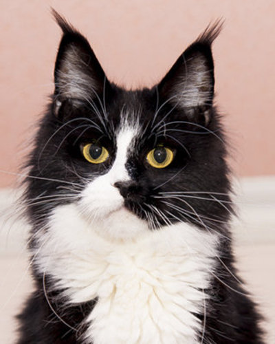 Beatrisa Altan Hatan - мейн-кун