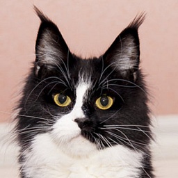 Beatrisa Altan Hatan