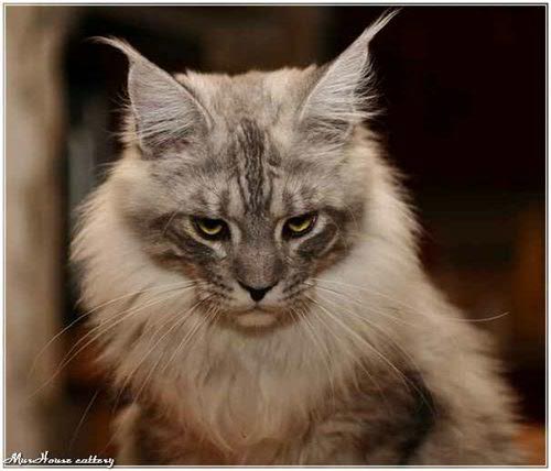 Hooligan MurHouse - maine-coon
